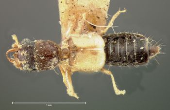 Media type: image;   Entomology 6553 Aspect: habitus dorsal view